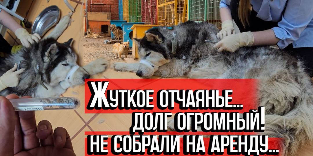 ЖУТКОЕ ОТЧАЯНЬЕ... ДОЛГ ОГРОМНЫЙ ЗА НОРДА, половину НЕ собрали на АРЕНДУ!