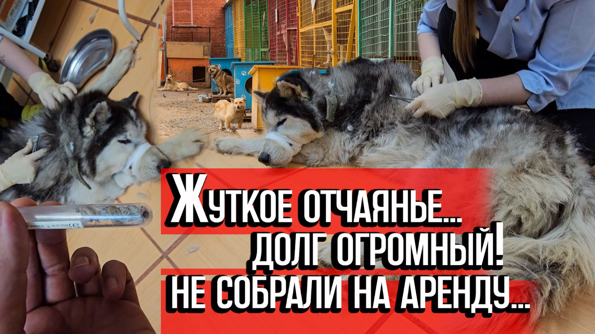 Очень надеемся, что и вы не бросите нас и НОРДА в беде!