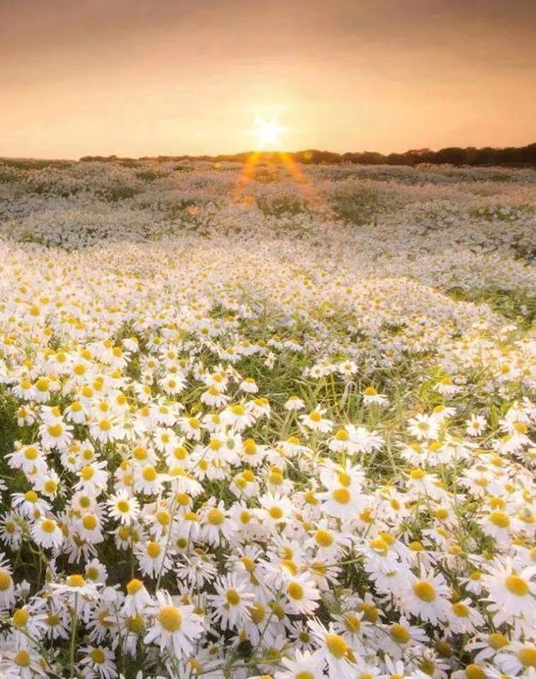 картинка из интернета