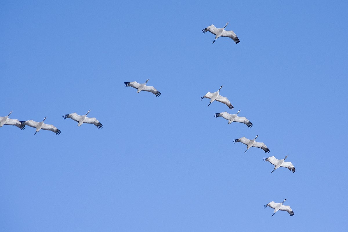 картинка из интернета