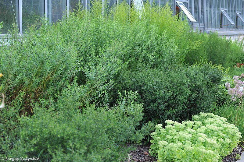 Так выглядит коллекция астр в ботсаду до цветения