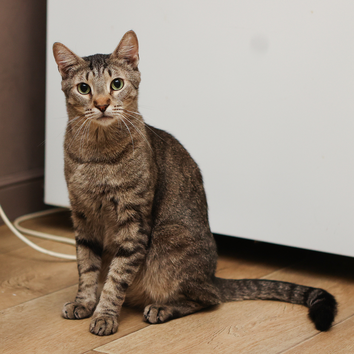 Простой полосатый кот Тим