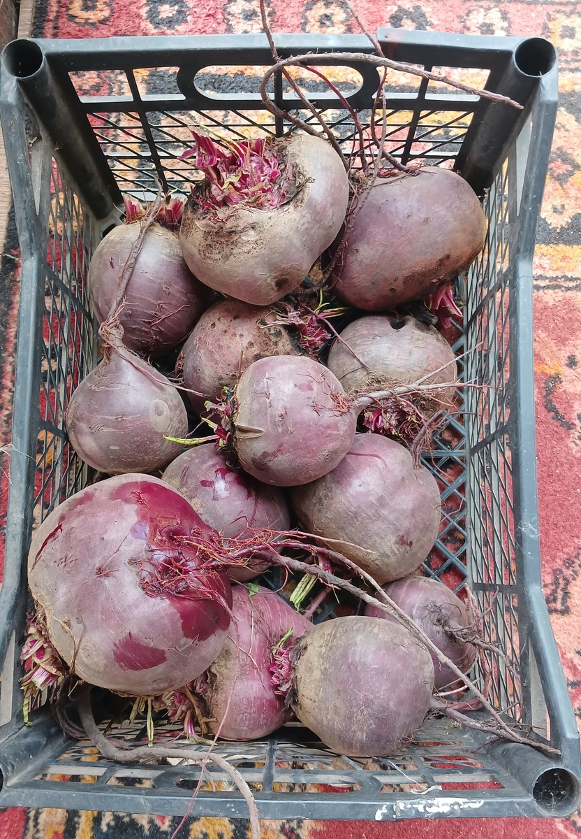 Урожай свеклы