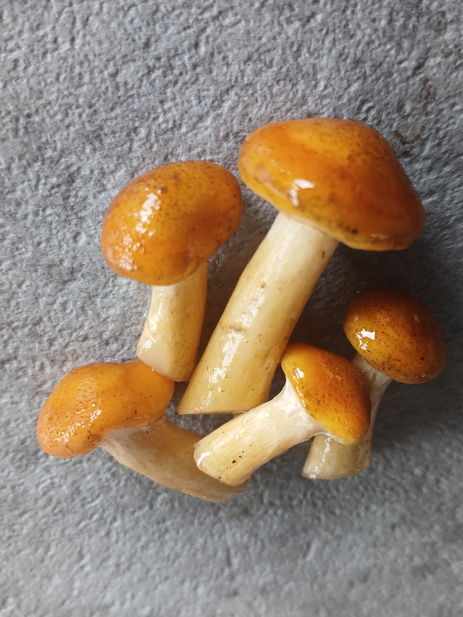 Успенские опята на фото выглядят солидно