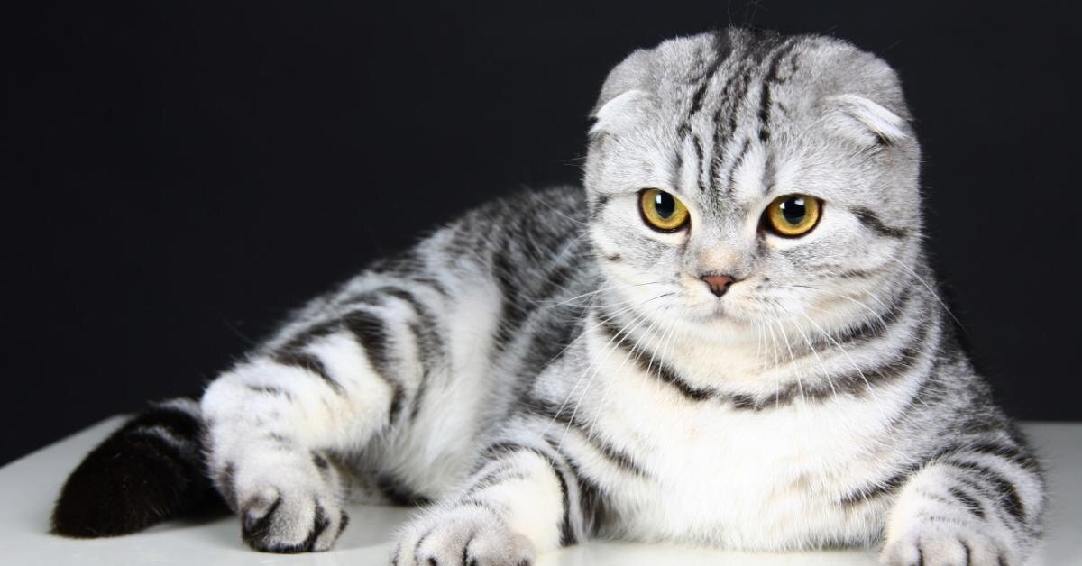 
2. Шотландская вислоухая кошка (Scottish Fold)