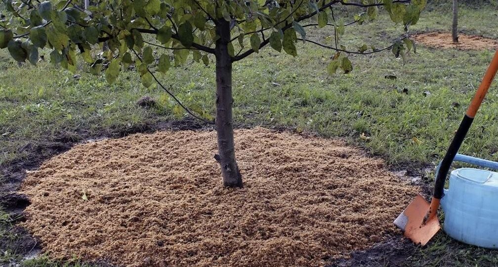 Обработка приствольных кругов осенью: как обойтись без химии и не оставить шанса болезням