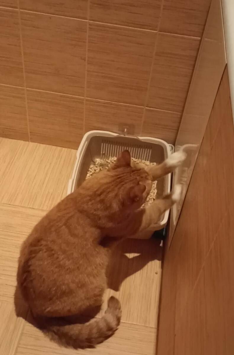 Вот так! Ловкость лап, и кот под ванной! 