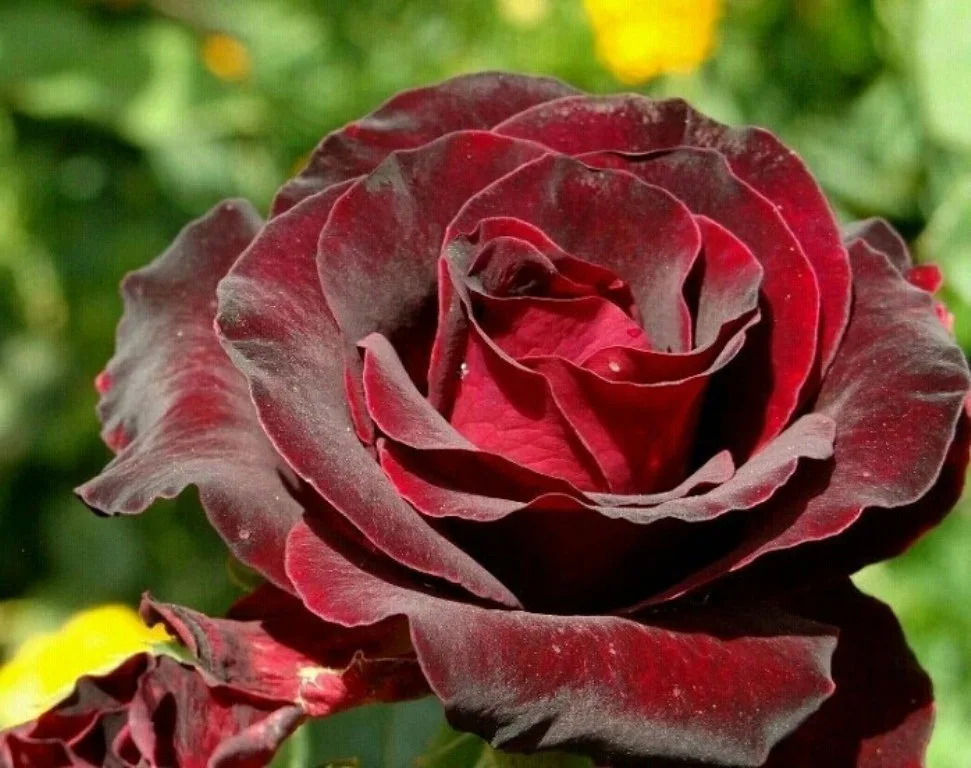 Ист: sparklogic.ru Чайно-гибридная сорт Black Magic