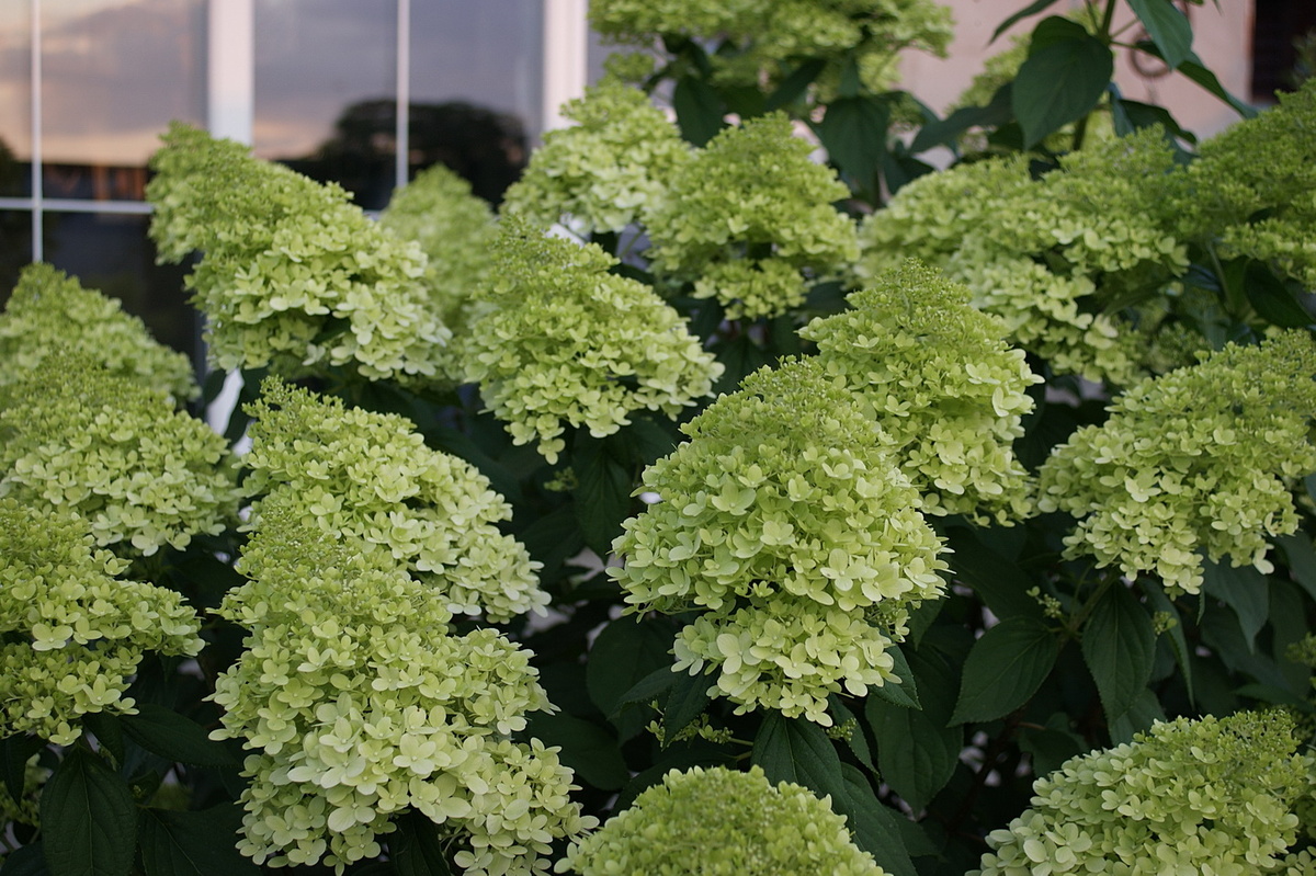 Метельчатая гортензия 'Лаймлайт'. 