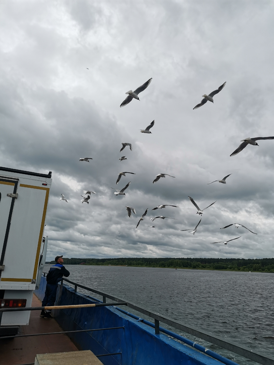 Сотрудник парома, кормящий чаек