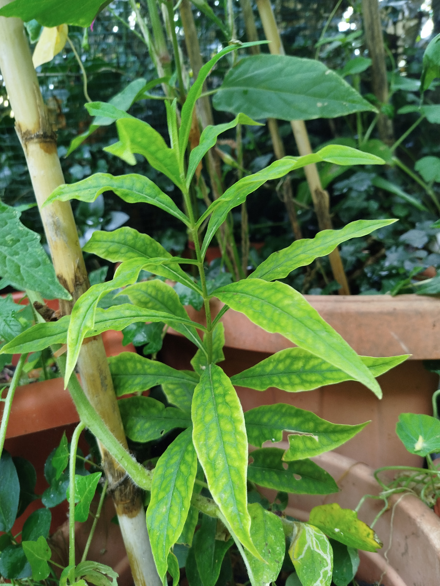 Фото автора. В таком состоянии растение провело всё лето.