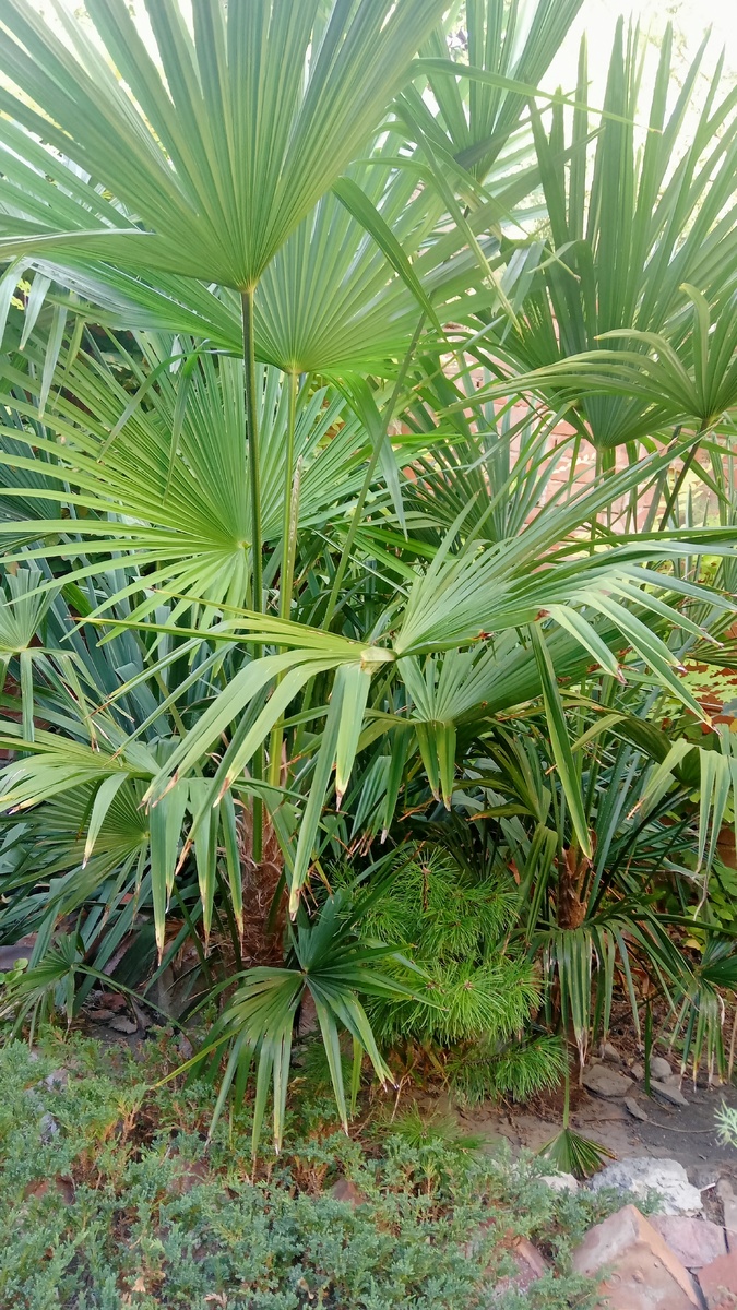 Фото мое, июль 2024 года