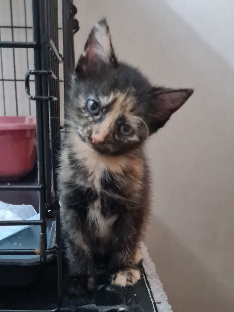 Дочь Веснушки Веста. Ей месяц