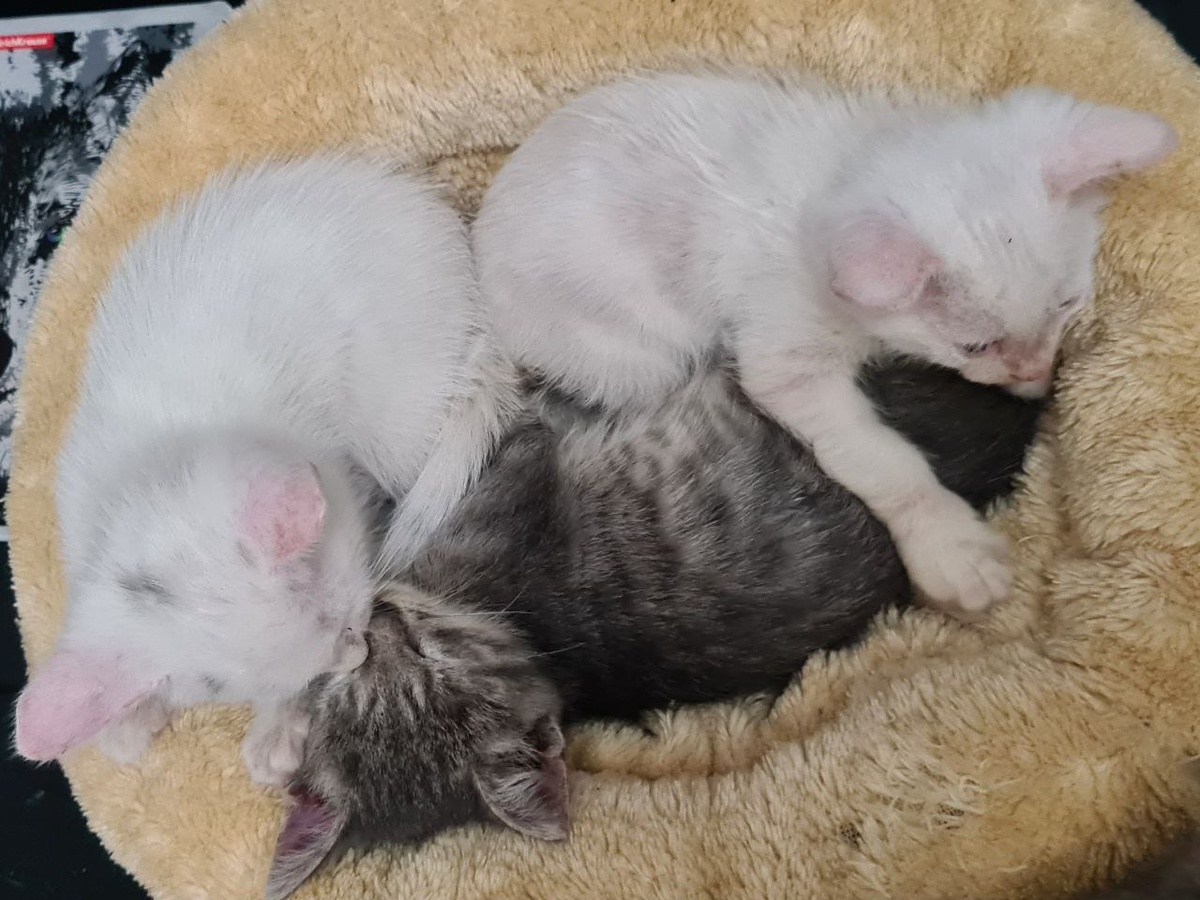 Дети Белоснежки Лаки, Луна и Юки