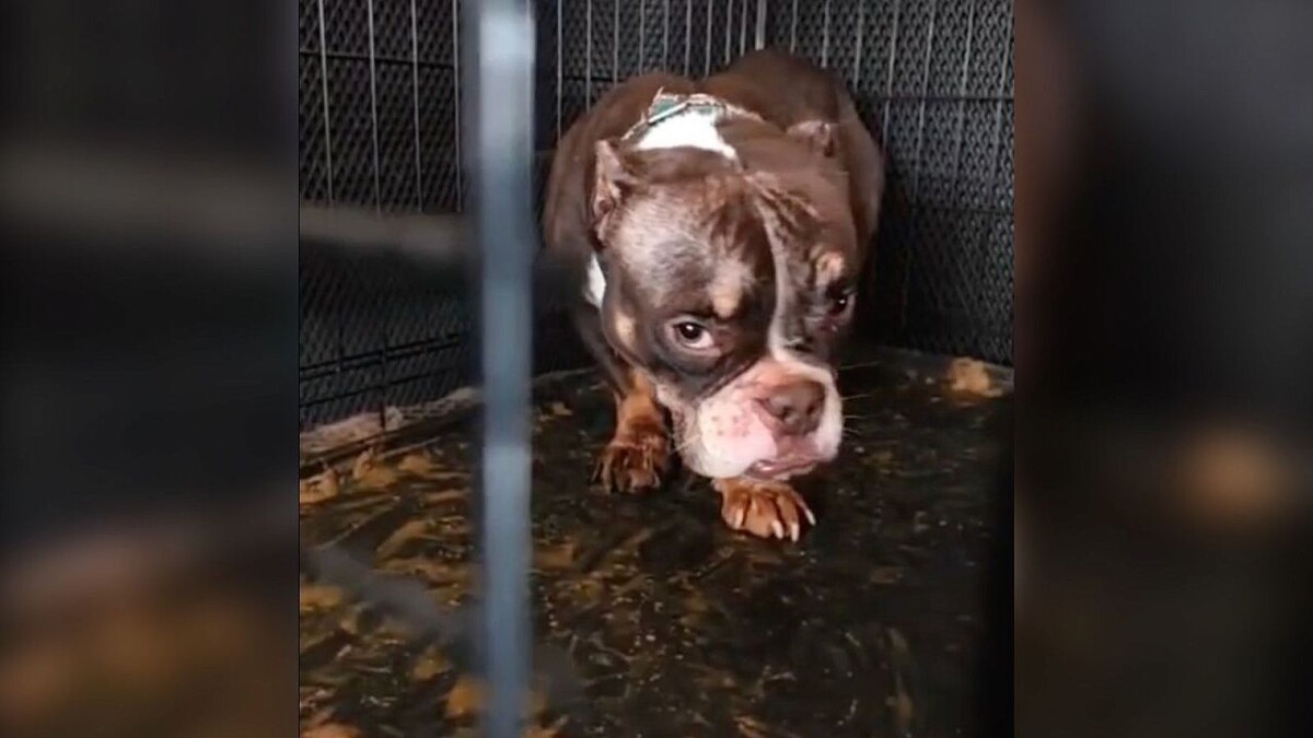    Фото: t.me/MonaRaava