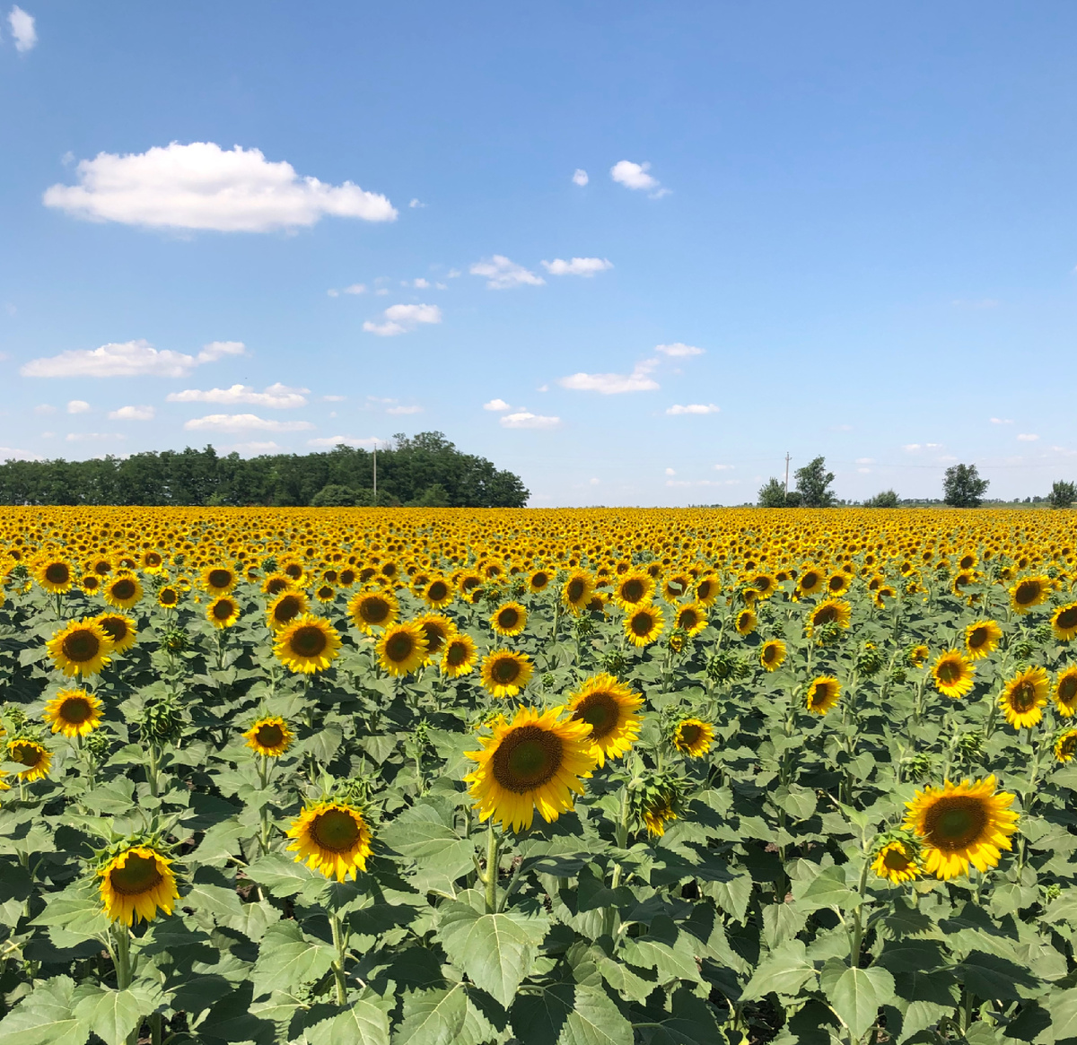 Фото мое, правда июльское 