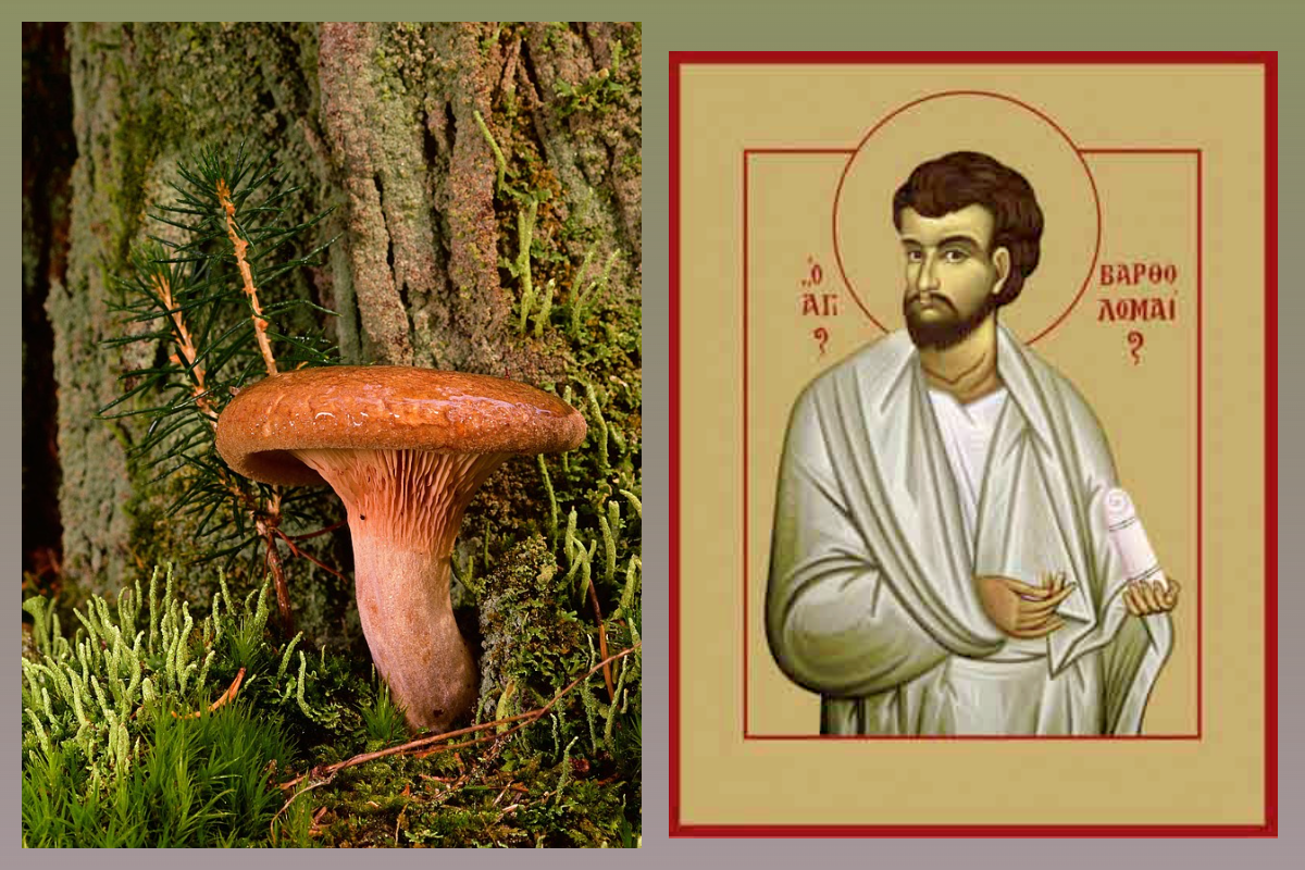 Свт. Тит Критский, Грибы/pixabay.com