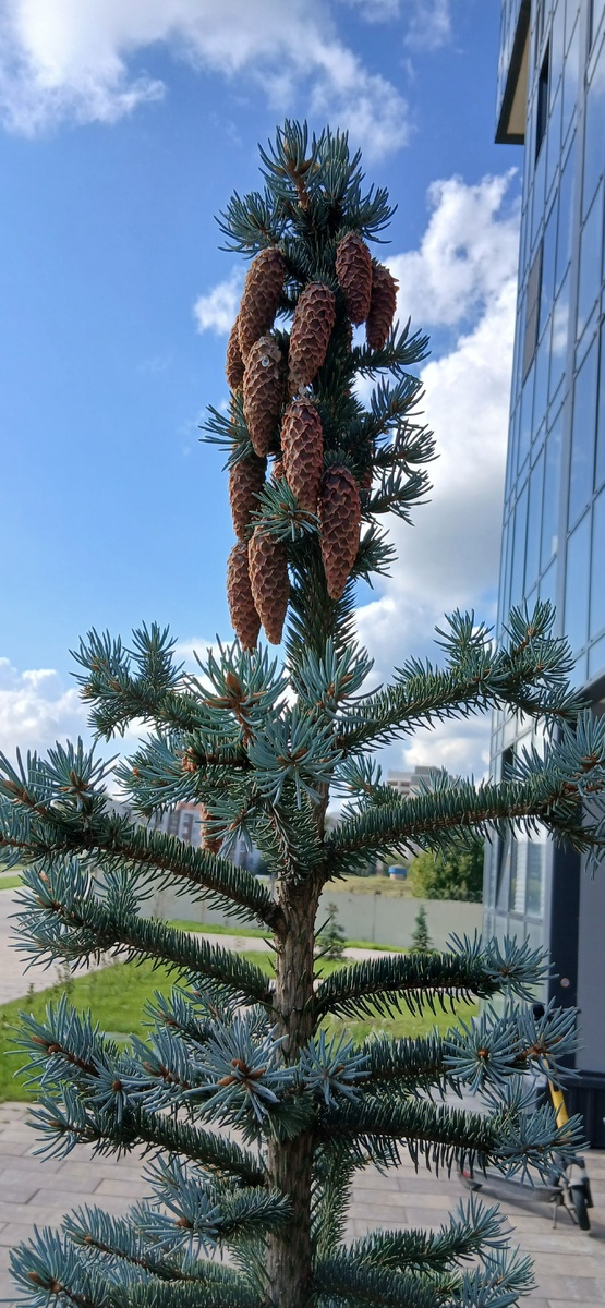 фото автора сегодня