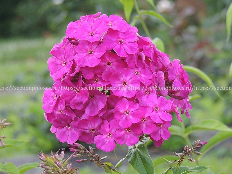 'Александр Иммер' (Треспе, 1914)