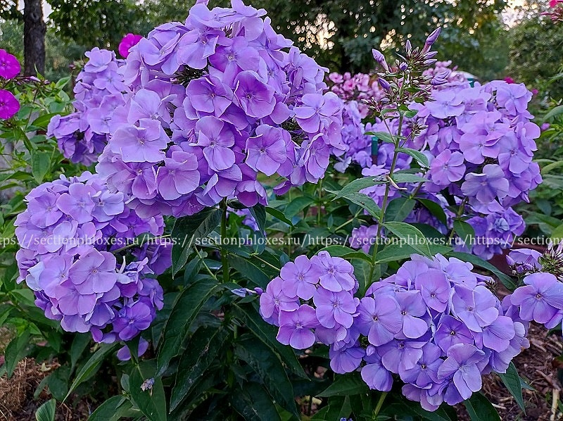 'Поднебесный' (Теплова, 2008)