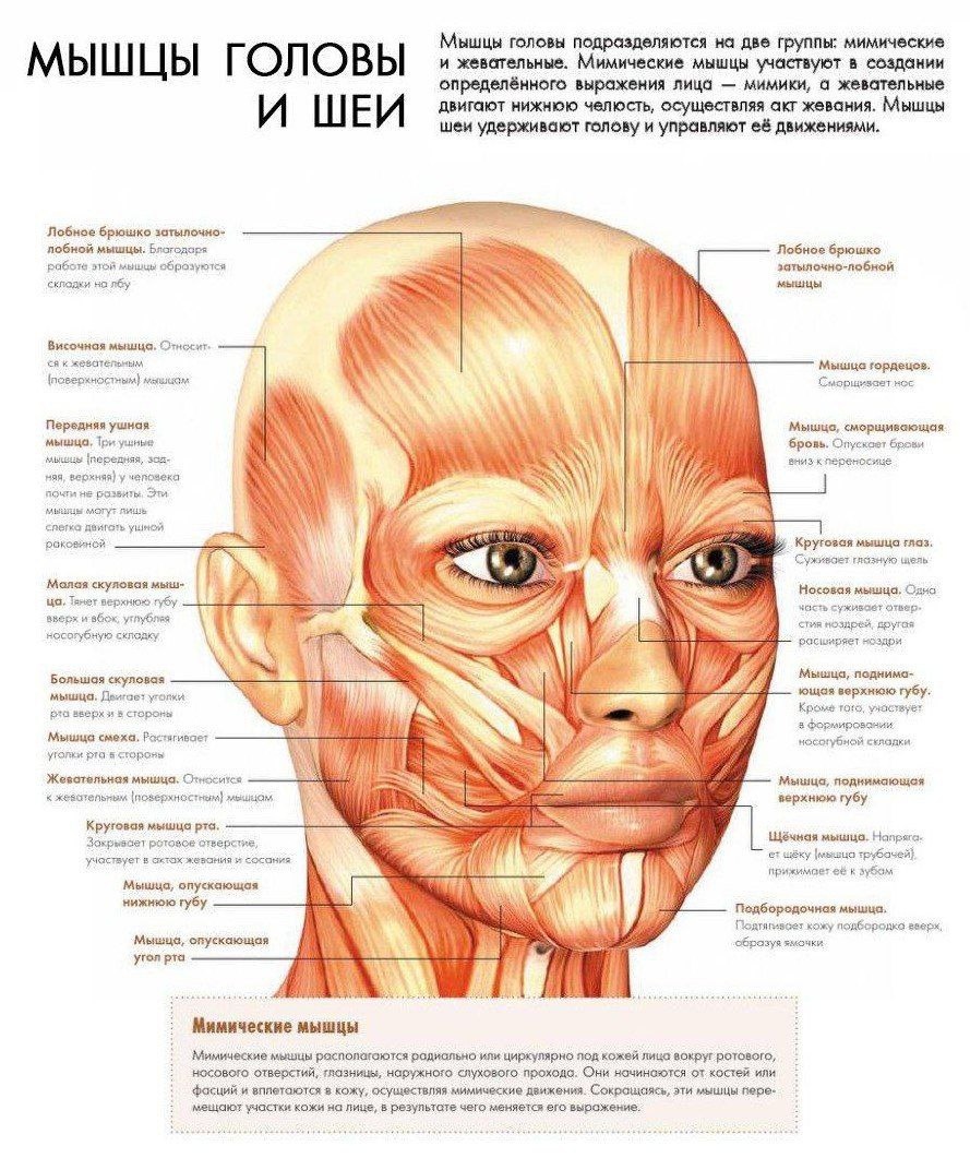 *иллюстрация взята из интернет источника