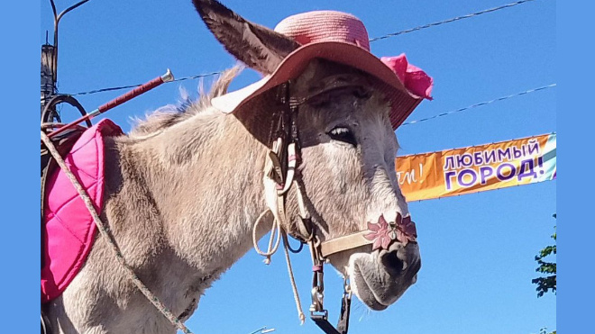 Фото: ТГ-канал "Подслушано Лодейное Поле"