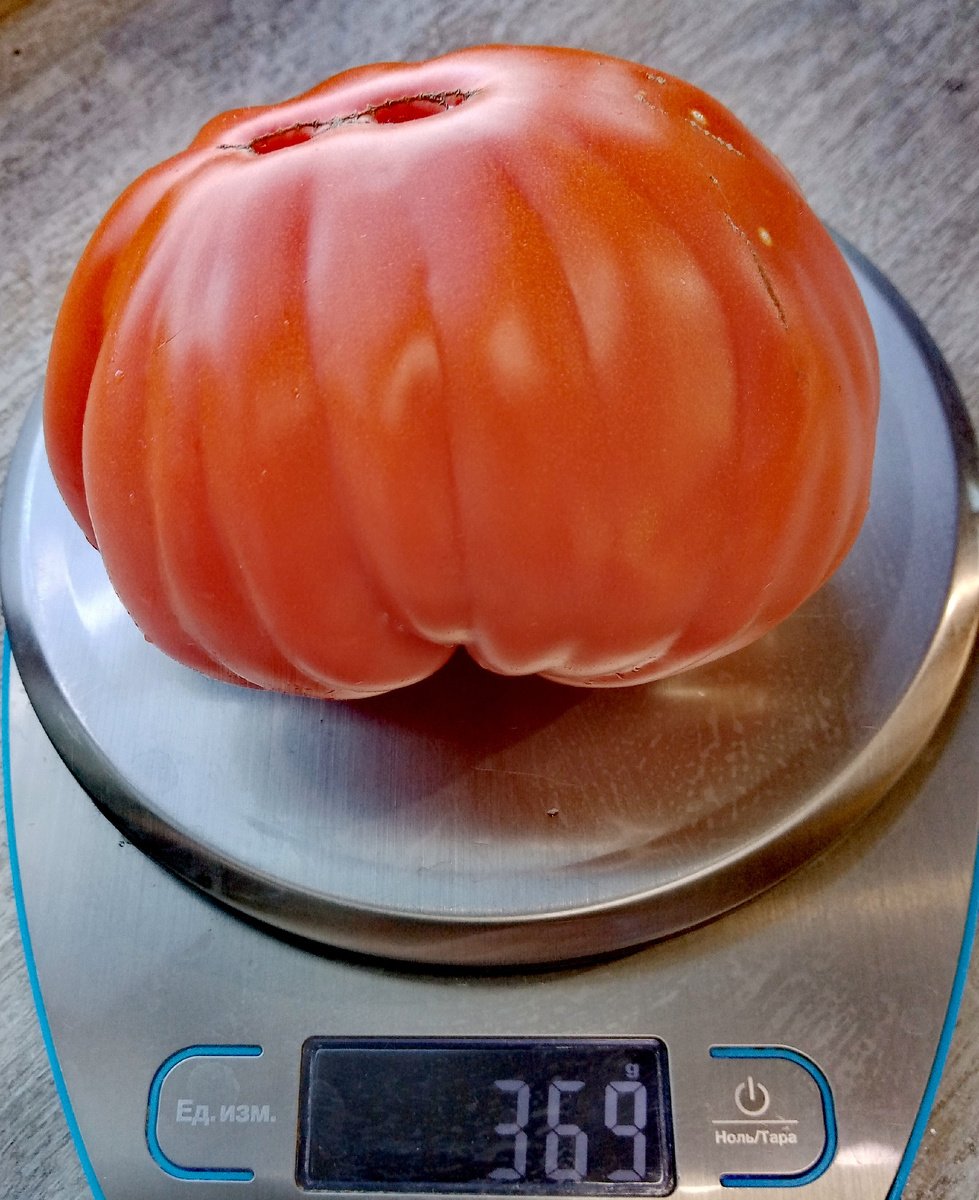 Фото автора от 22.08.2025г. Вес оказался приличным – 369 граммов.