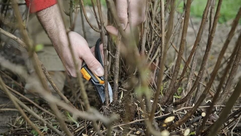 Обрезка смородины осенью: как из дряхлого старца сделать молодого богатыря