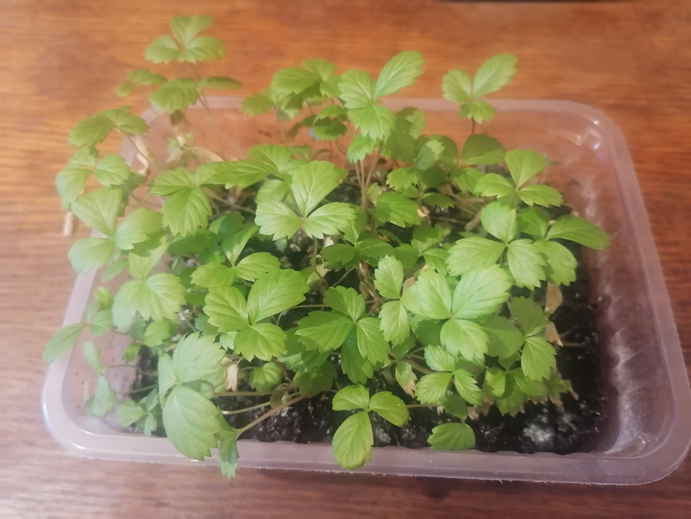 Помните какими робкими были всходы ещё месяц назад (в прошлой статье). Маленькие листики , перенесенные из субстрата. И вот уже мы видим молодые, готовые бросить вызов открытому грунту кустики. 