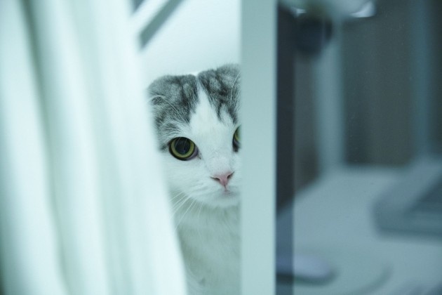 Фото кошки Матико Кё (свои портреты она не выкладывает)