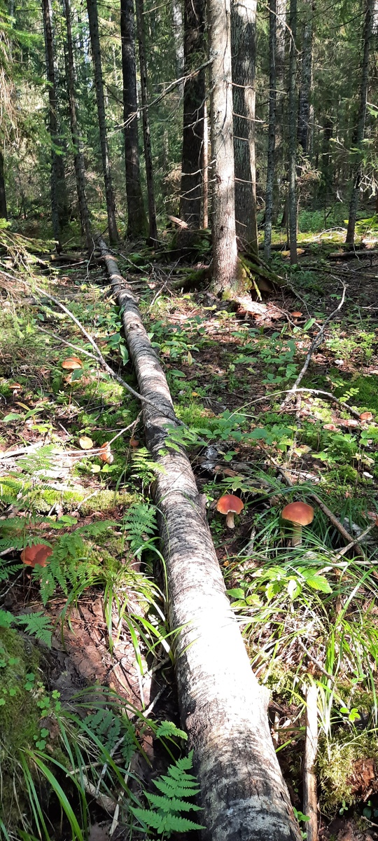 Из личного архива.