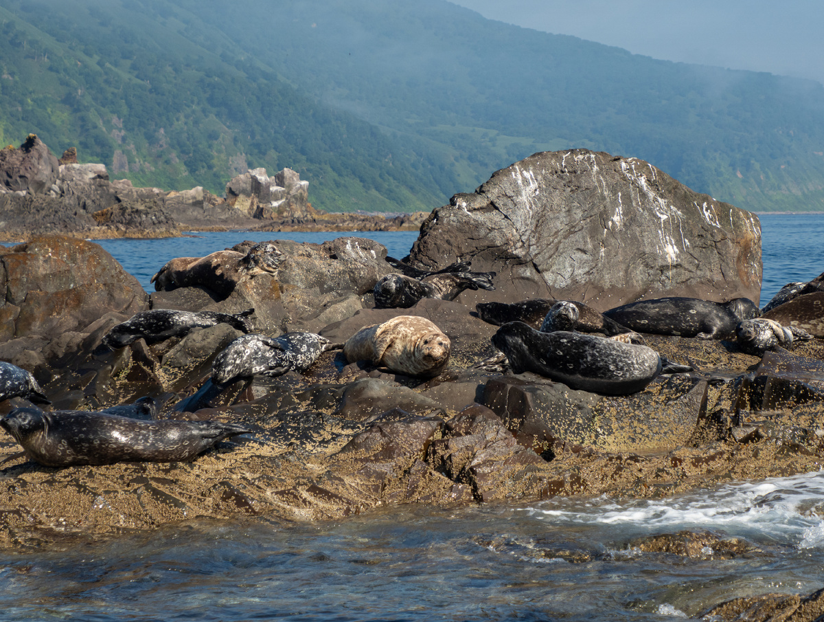 Кольчатая нерпа — лежбище на Итурупе, Сахалинская область 