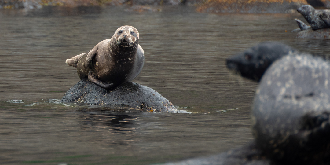 Кольчатая нерпа — 10 фактов о самом северном звере планеты