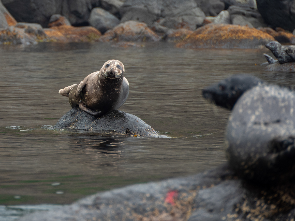 Кольчатая нерпа — Охотская нерпа