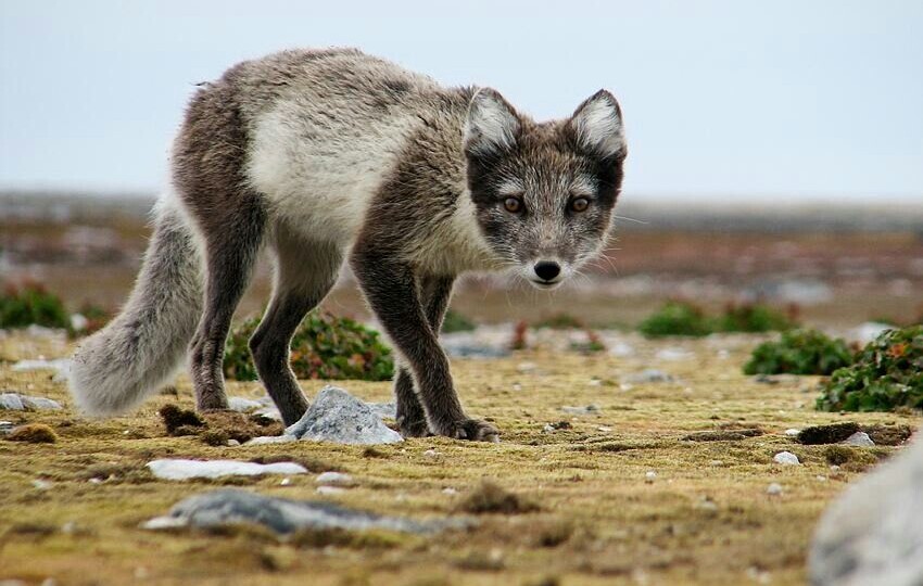Удивительные животные, способные менять свой цвет!