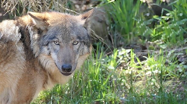 Фото из Яндекса