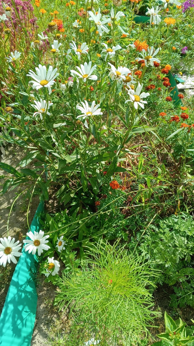 фото автора: цветы на даче