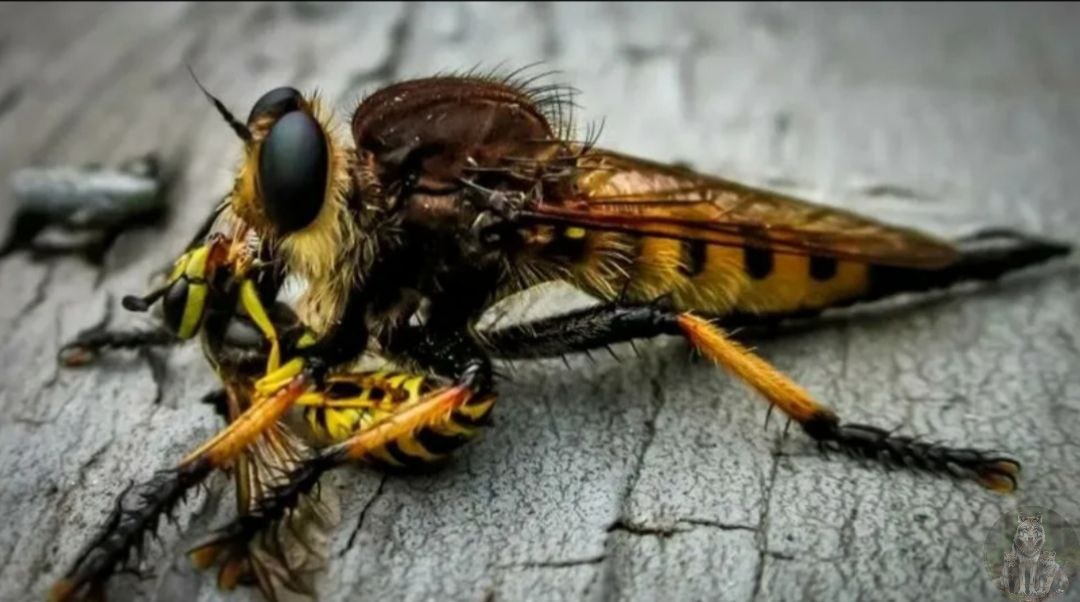 Охота это моя страсть