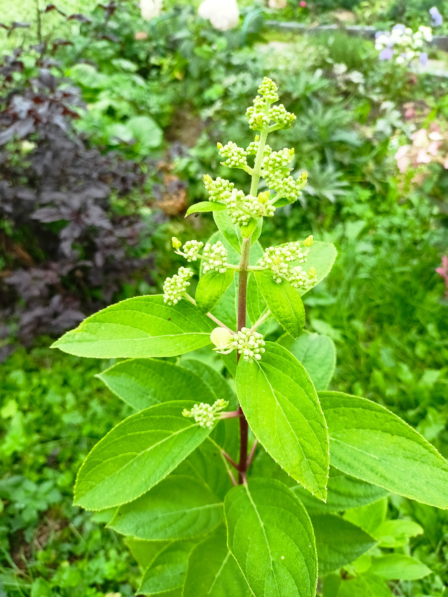 Гортензии 5 лет