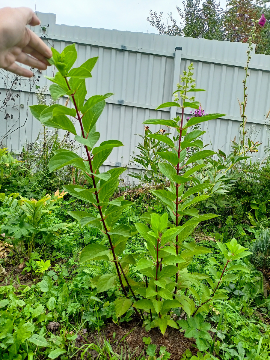 Метр высотой