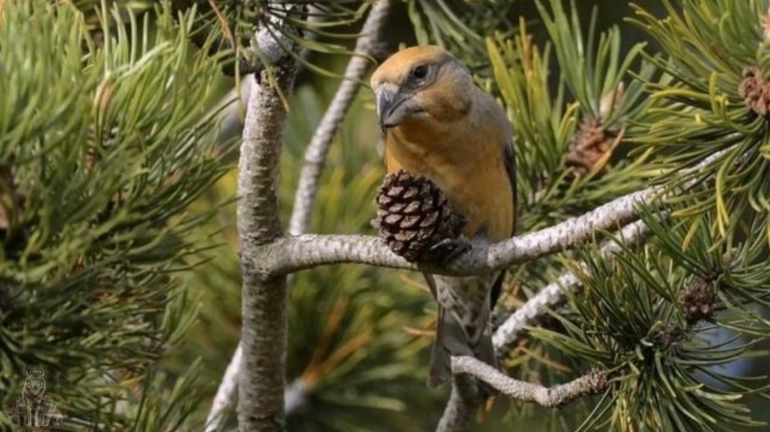 Мои правила. Это моя шишка