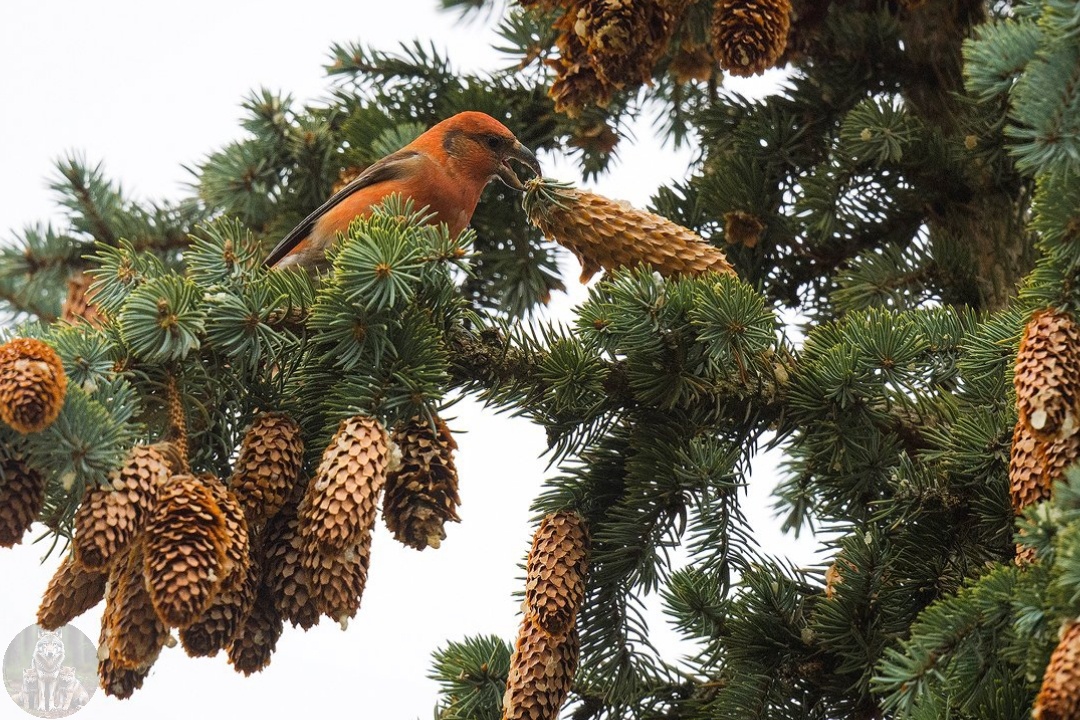 Мое! Это все моя монополия. 