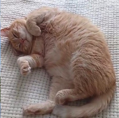 Наш лежебока на домашней фотосессии