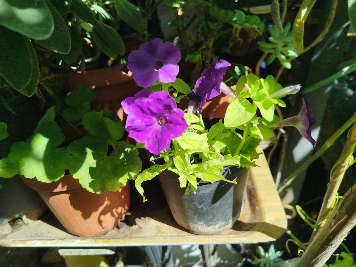 Фото автора. Вполне себе симпатичный кустик вырос.