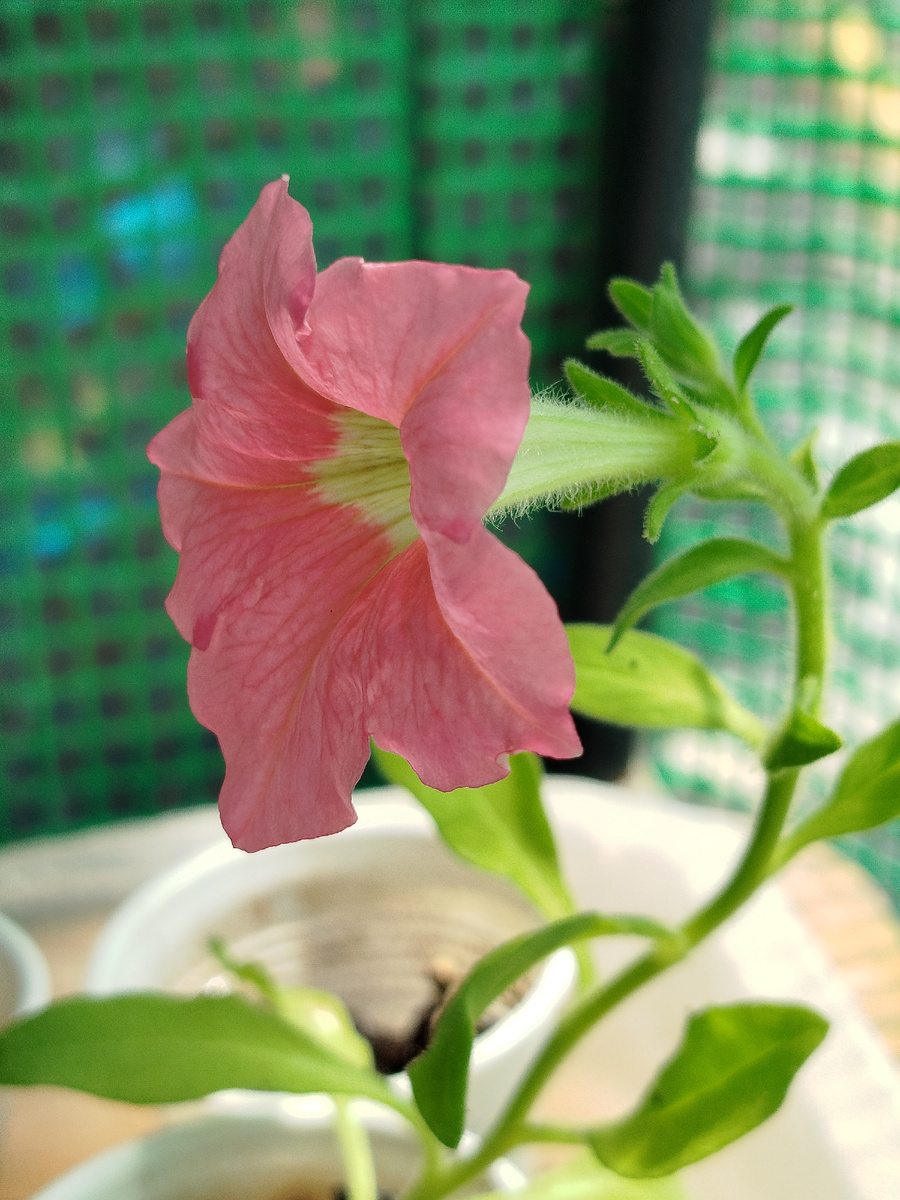 Фото автора. Один из "голенастиков".