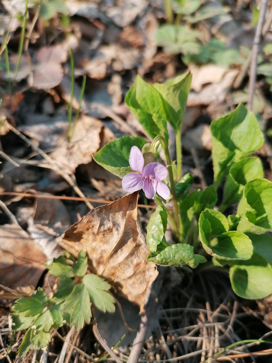 Фото автора. Лесная фиалка, скромное очарование