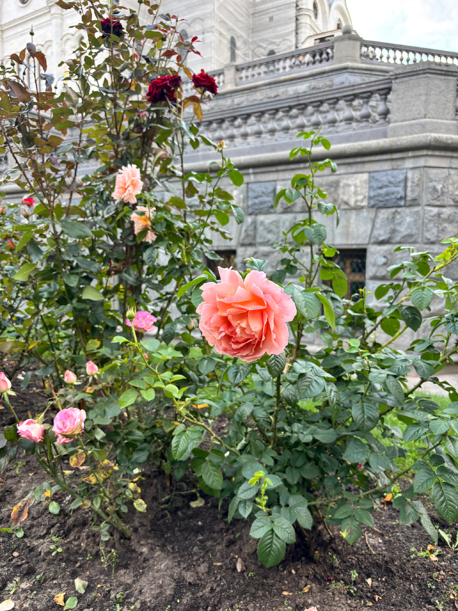 На территории очень много роз, некоторые размером в две мои ладони