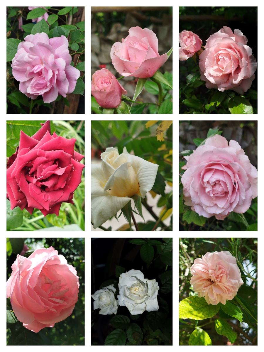 Фото автора. Цветение весной 2025г.