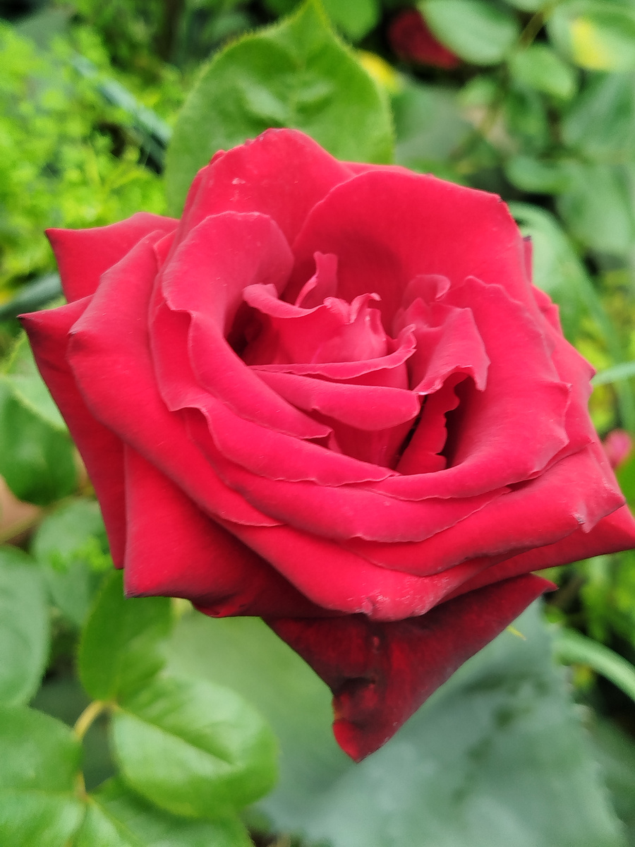 Фото автора. Цветение в мае 2025г.