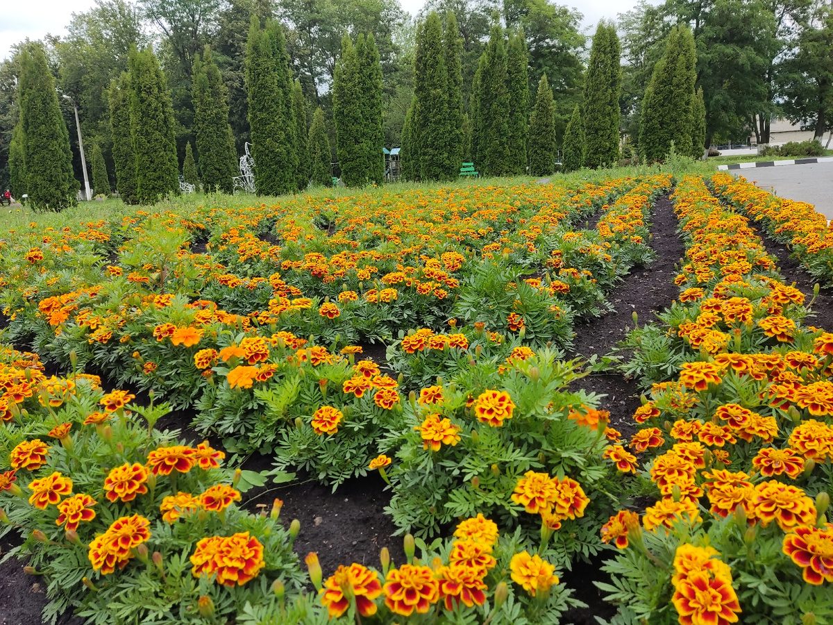 Посёлок Троицкий, Губкинский городской округ, Белгородская область